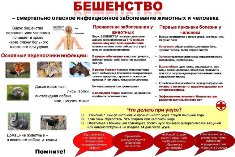 Профилактика бешенства. Профилактика бешенства.